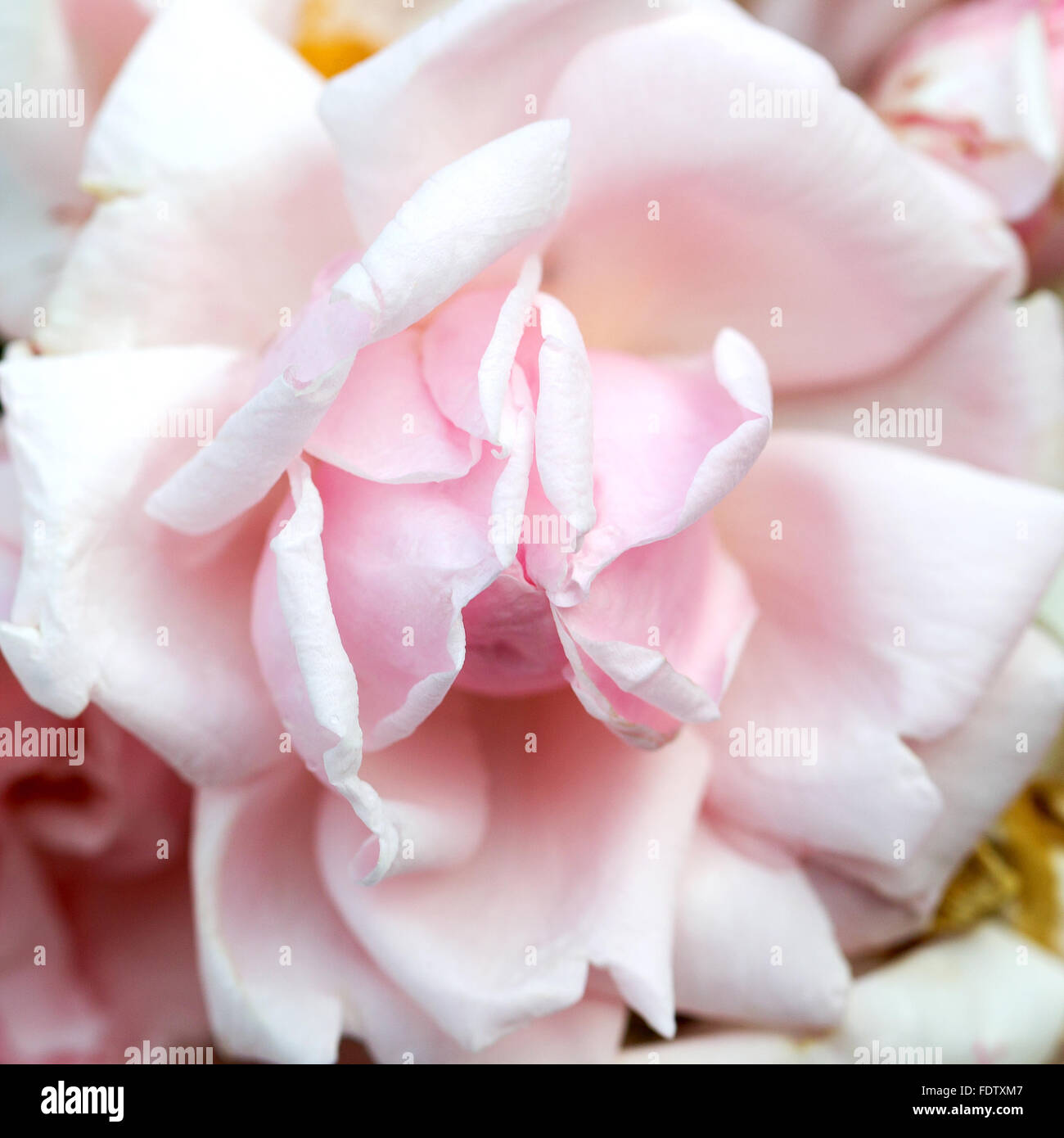 Zart rosa Rosenknospe, Bokeh als Hintergrund für die Einstellung der Werbung Kompositionen. Selektiver Weichzeichner. Stockfoto