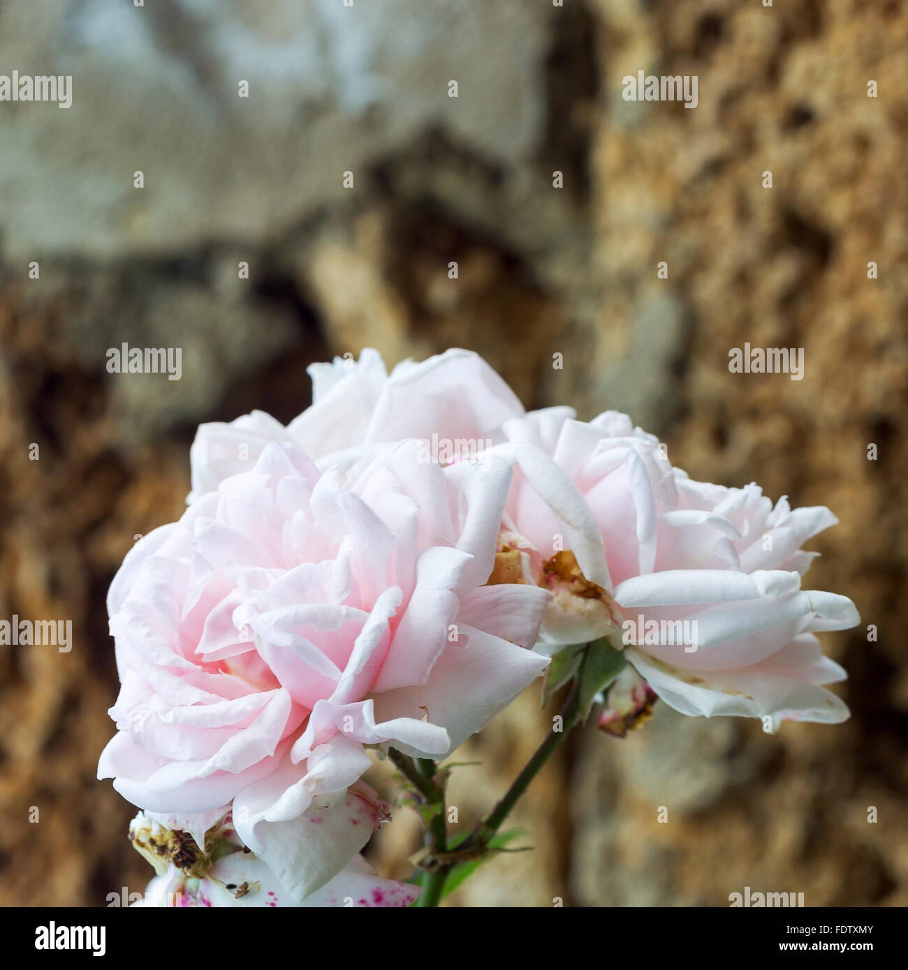 Zart rosa rose, Bokeh als Hintergrund für die Formulierung der Promotion Tracks. Selektiver Weichzeichner. Stockfoto