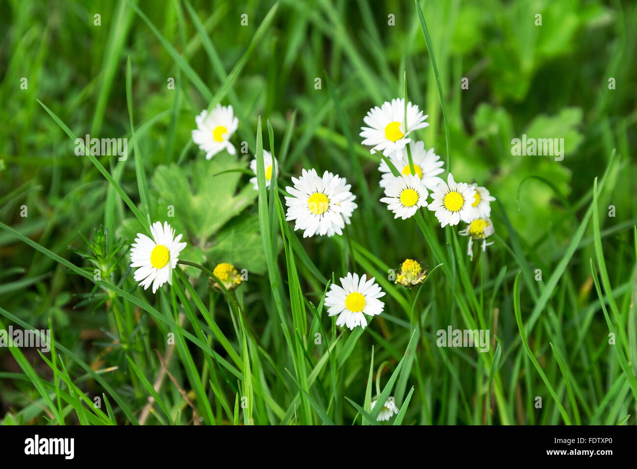 Schöne weiße Gänseblümchen. Selektiver Weichzeichner. Closeup Bild. Stockfoto