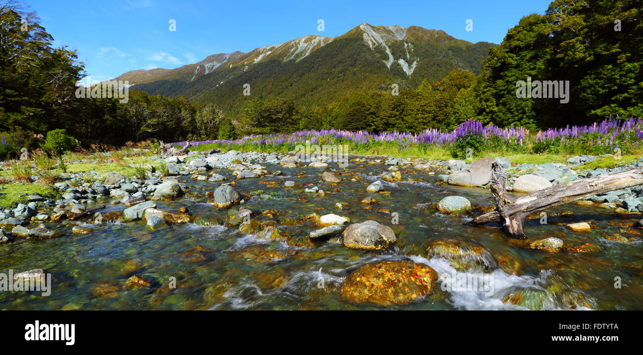 Eine große Datei Panorama Lupinen oder Lupinen blühen neben Cascade Creek in Fiordland, Neuseeland. Stockfoto
