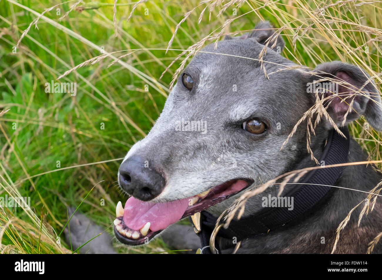 A im Ruhestand racing Greyhound lange Gras liegen. Stockfoto