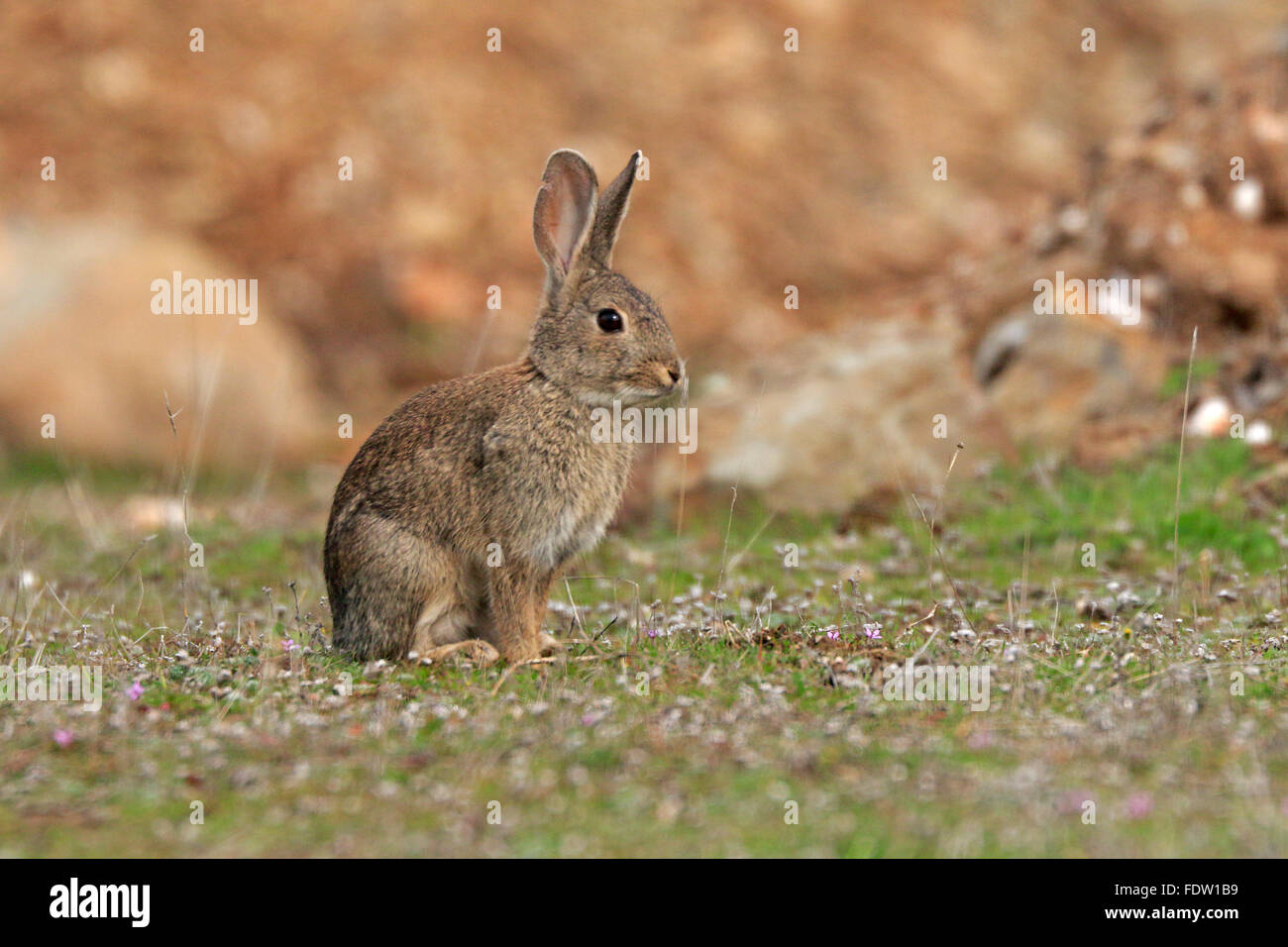 Kaninchen in Spanien Stockfoto