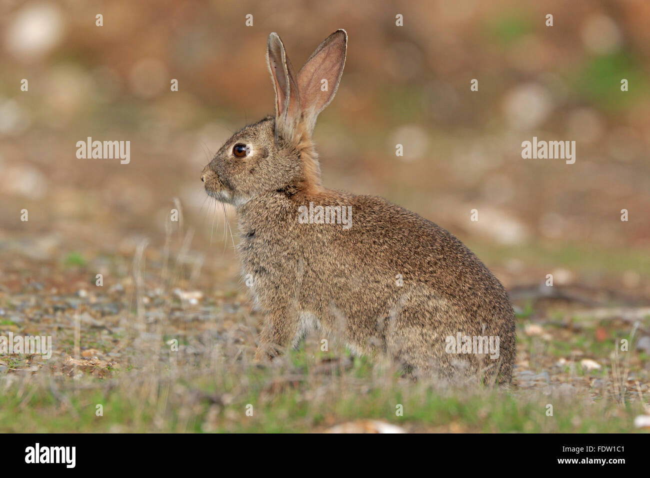 Kaninchen in Spanien Stockfoto
