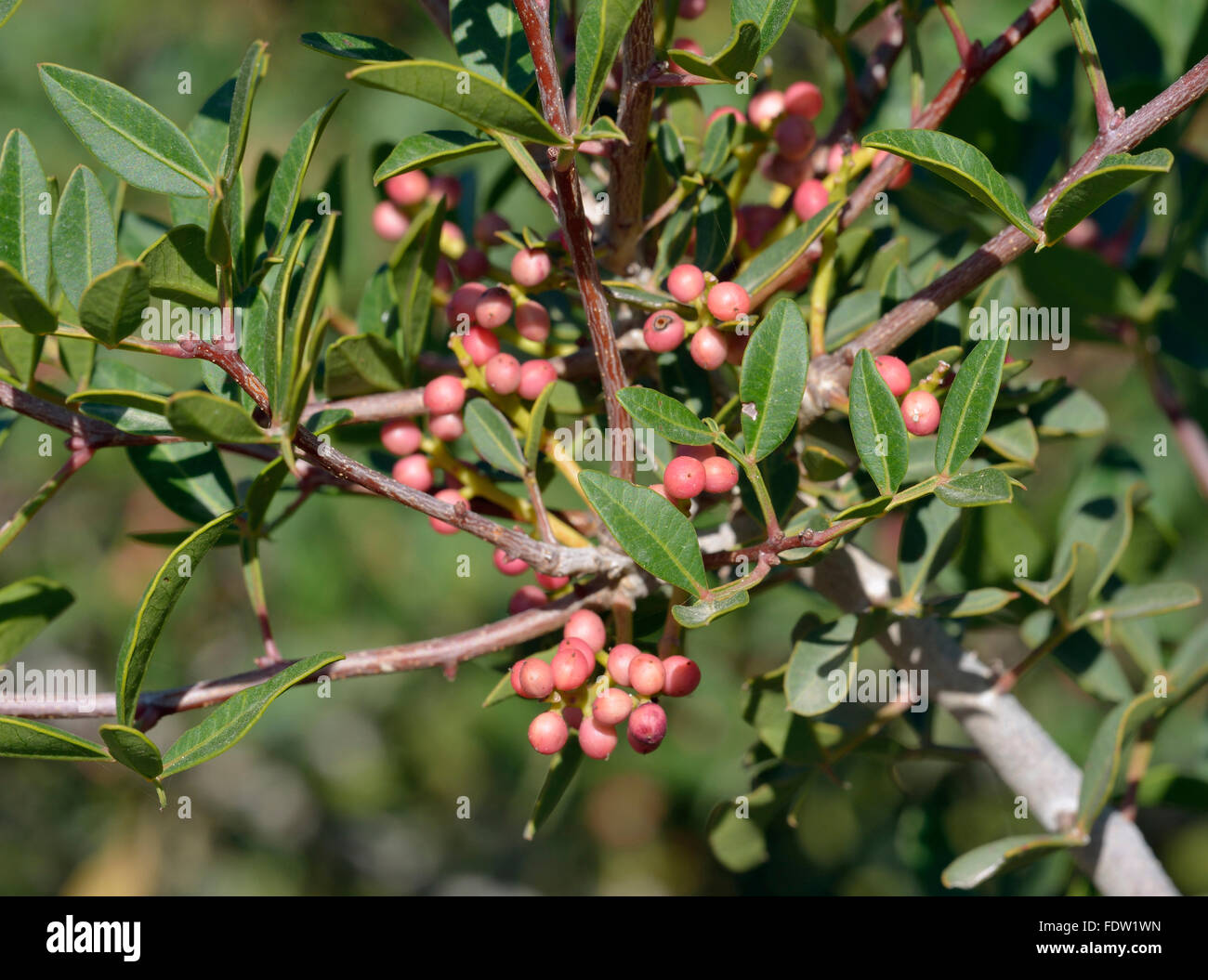 Mastixstrauch - Pistacia Mastixsträuchern immergrüner Baum aus Zypern Stockfoto