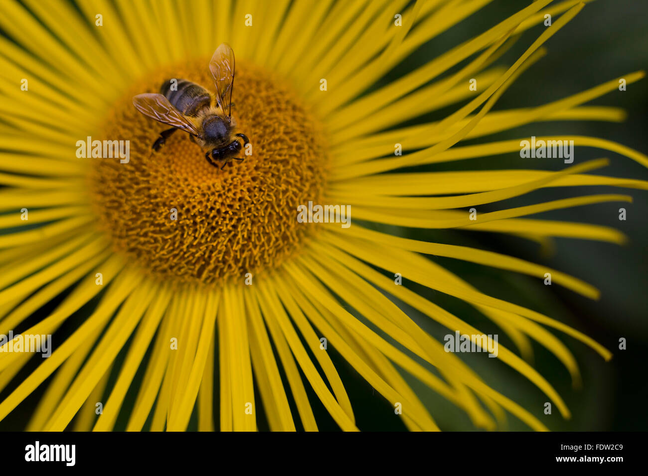 Kleine Biene und gelbe Blume (Inula Heleniun) Stockfoto