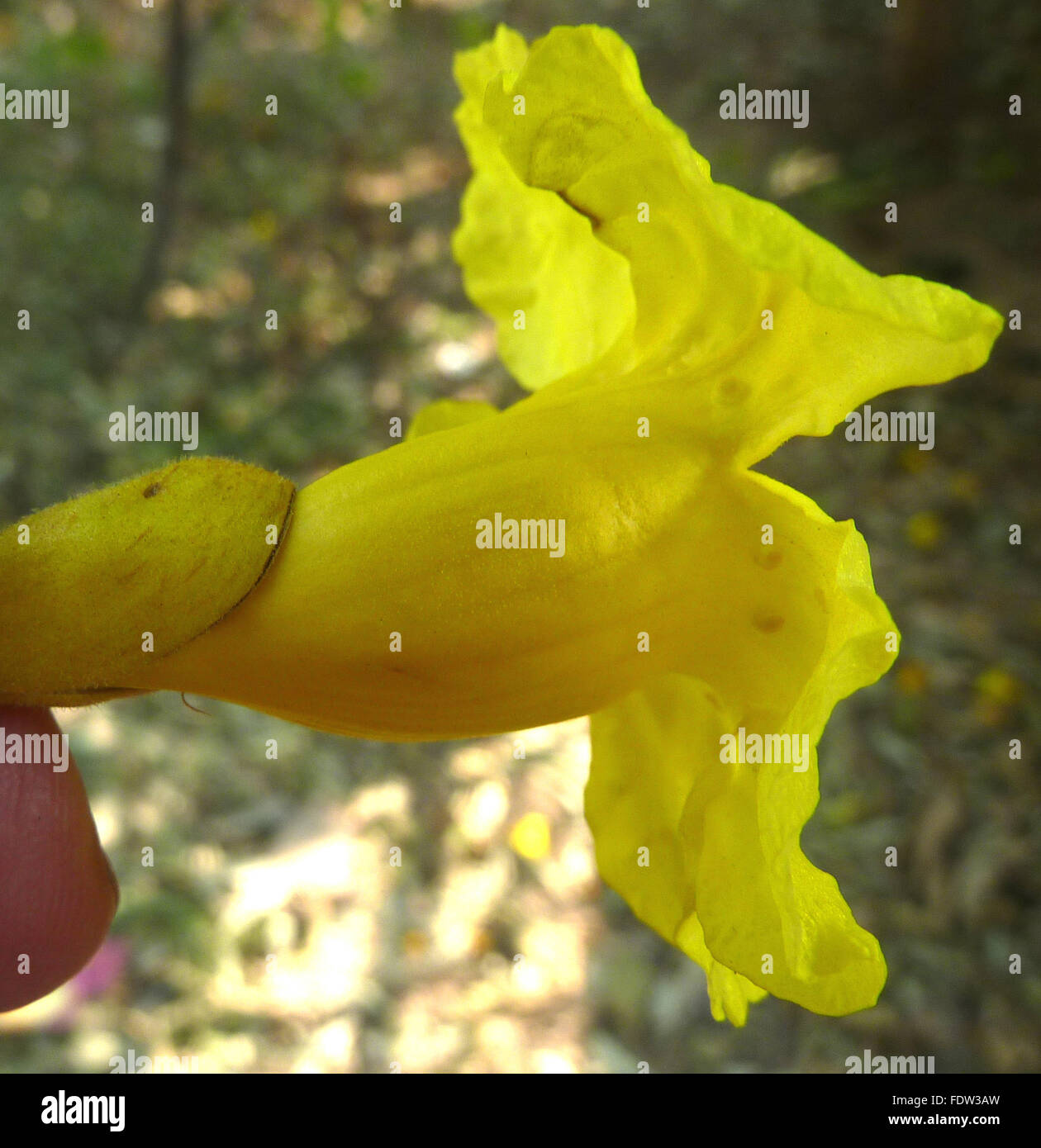 Markhamia Lutea Blume Seite Ansicht, Nil Trompete, immergrüner Baum, gelbe Trompete geformte Blüten, Orange-rötliche Flecken Stockfoto