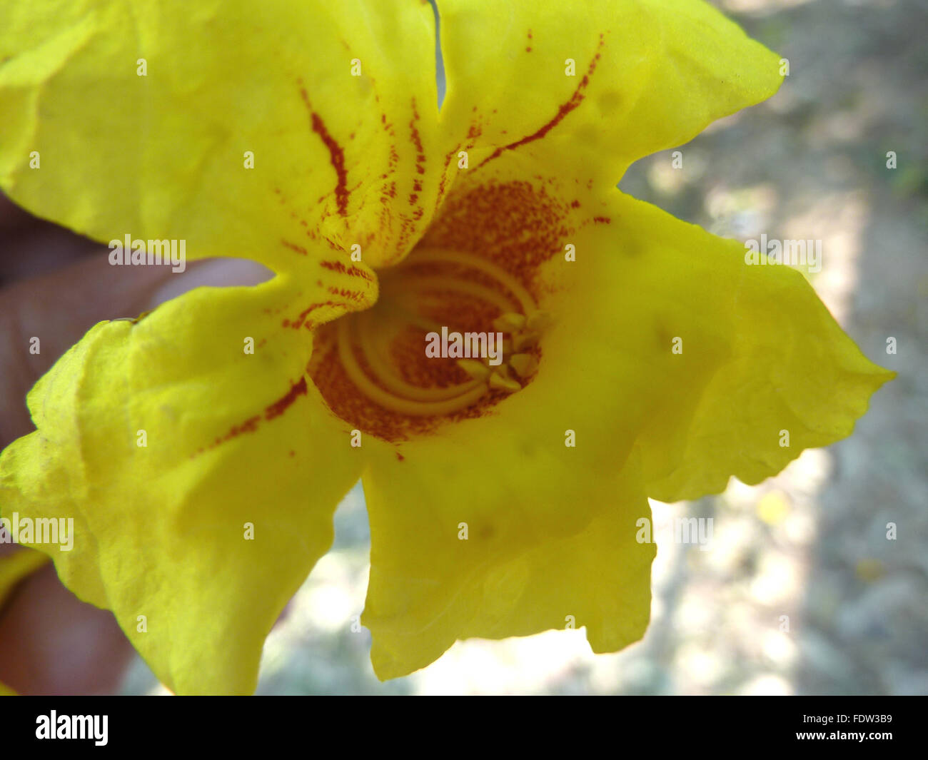 Markhamia Lutea Blume Draufsicht, Nil Trompete, immergrüner Baum, gelbe Trompete geformte Blüten, Orange-rötliche Flecken Stockfoto