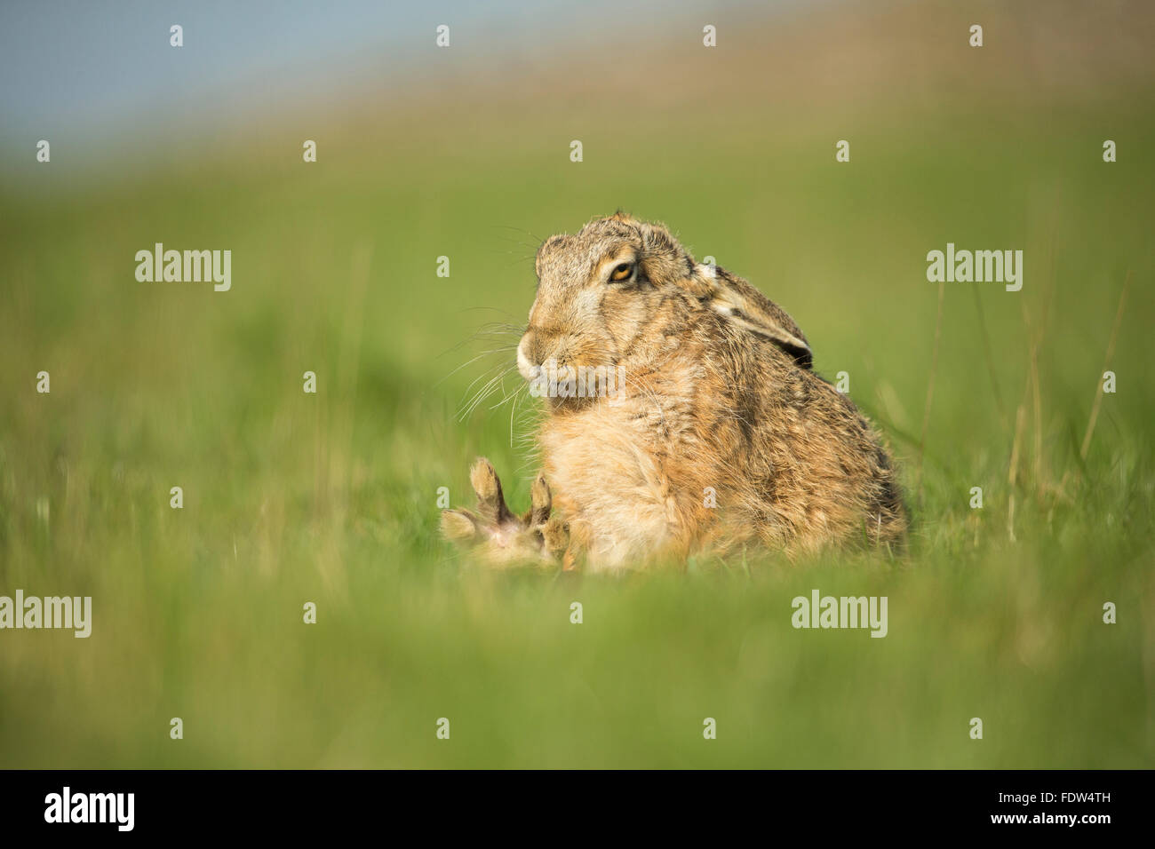 Braun Feldhase sitzend auf Rasen Weide Dehnung Bein und Pfote, North Yorkshire, UK Stockfoto