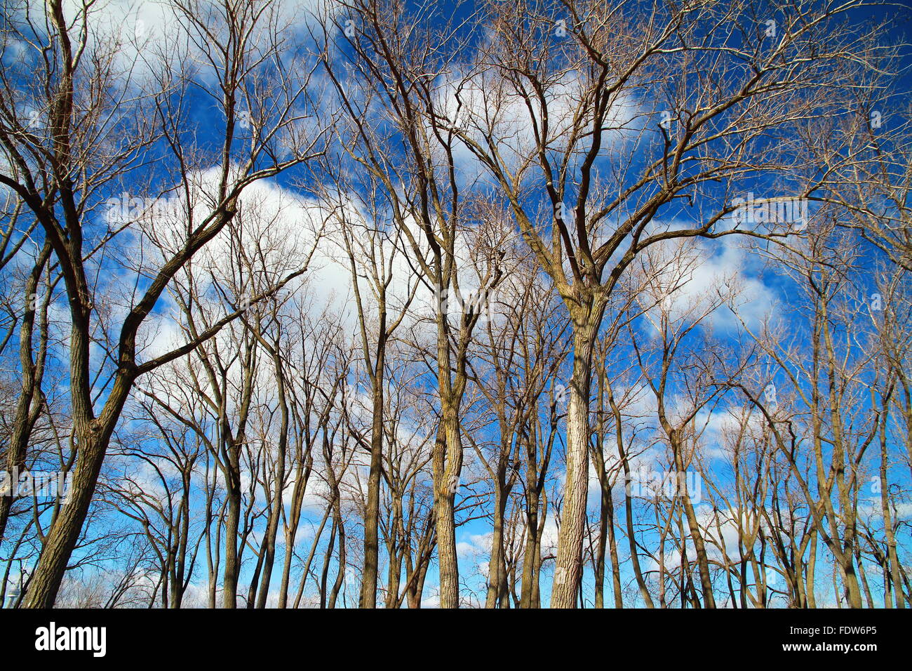 Bäume gegen blauen Wolkenhimmel Stockfoto