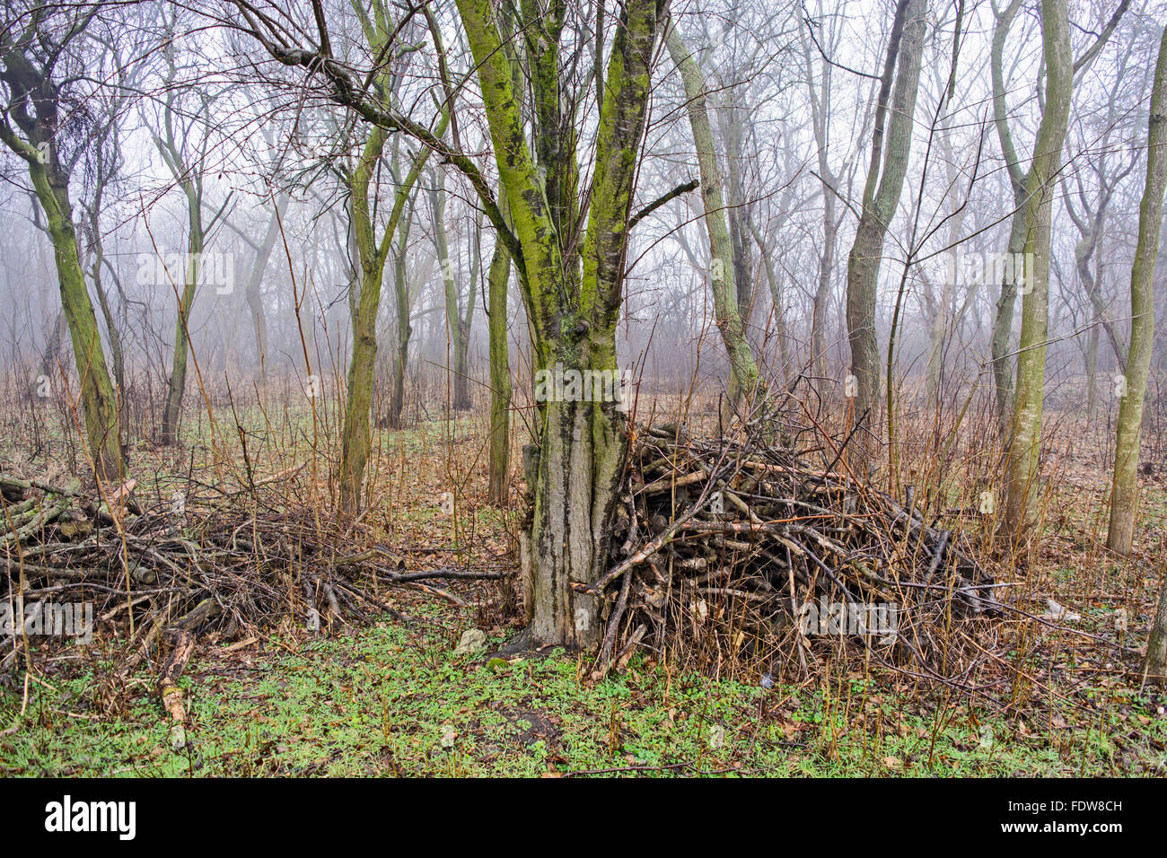 Reduzieren Sie die Äste und Sträucher, die in der Struktur im Morgennebel gelassen werden. Stockfoto