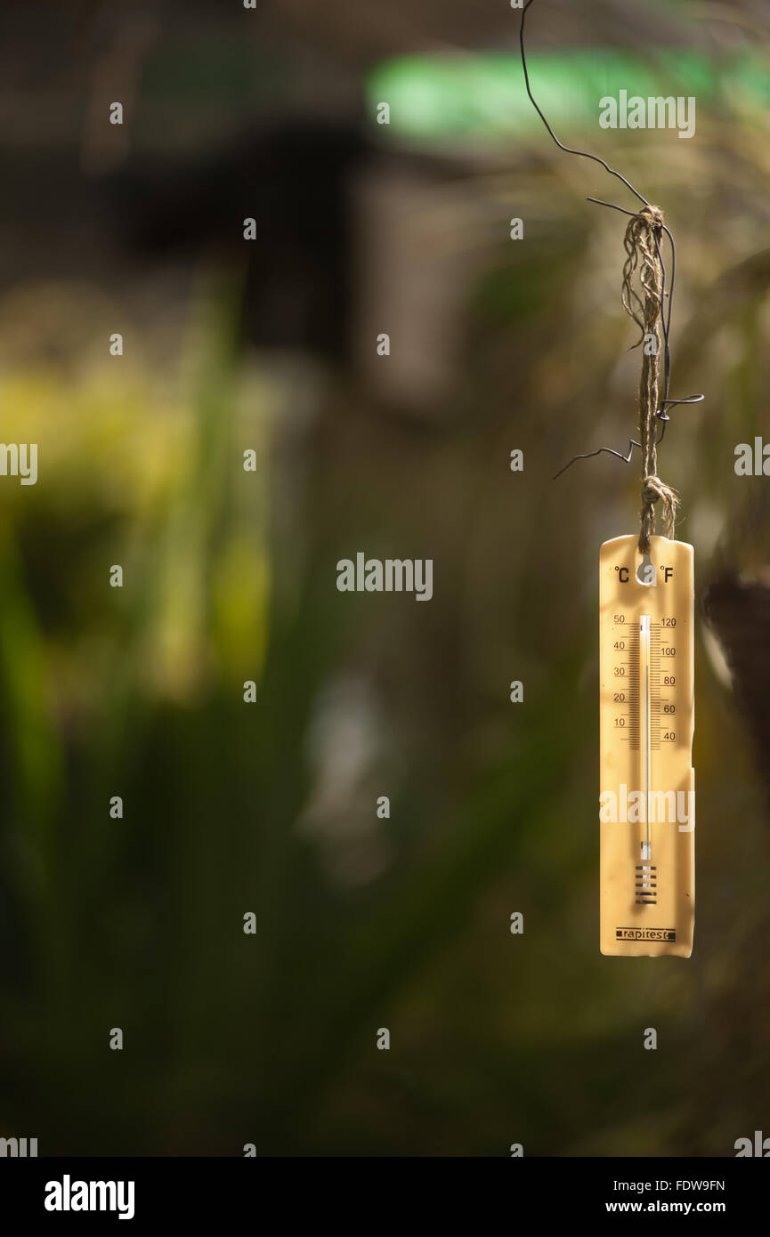 Thermometer im Gewächshaus Stockfoto