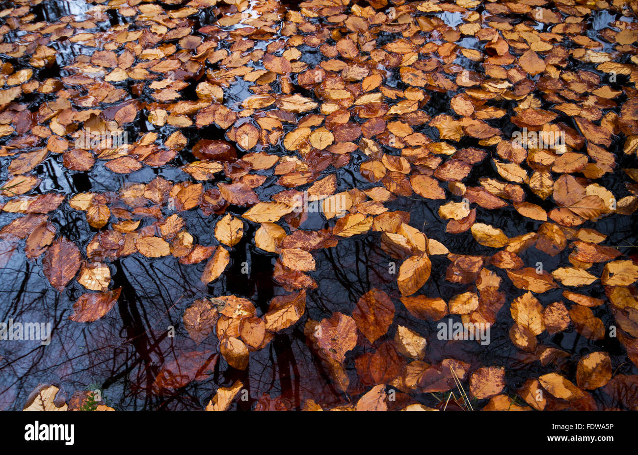 Braune Blätter der Buche auf dem dunklen Wasser schwimmt Stockfoto