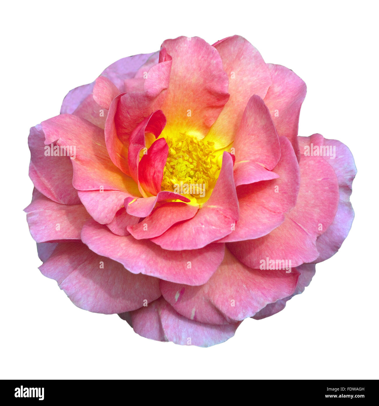 Englische Rose, Lilian Austin Stockfoto