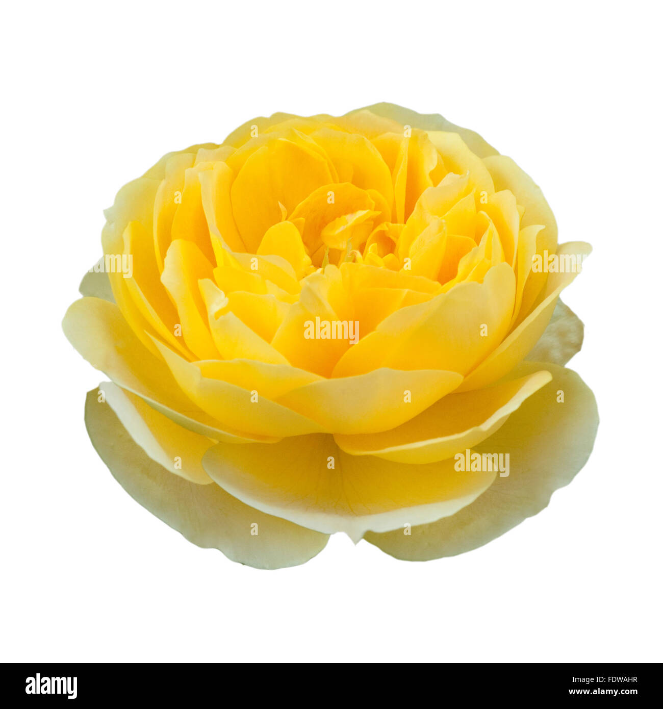 Englische Rose, Molineux Stockfoto