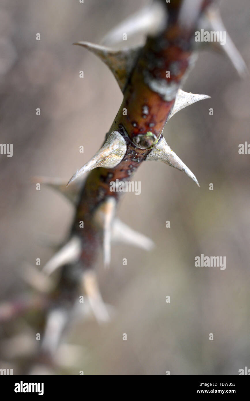 Nahaufnahme von wild rose Dornen. Stockfoto