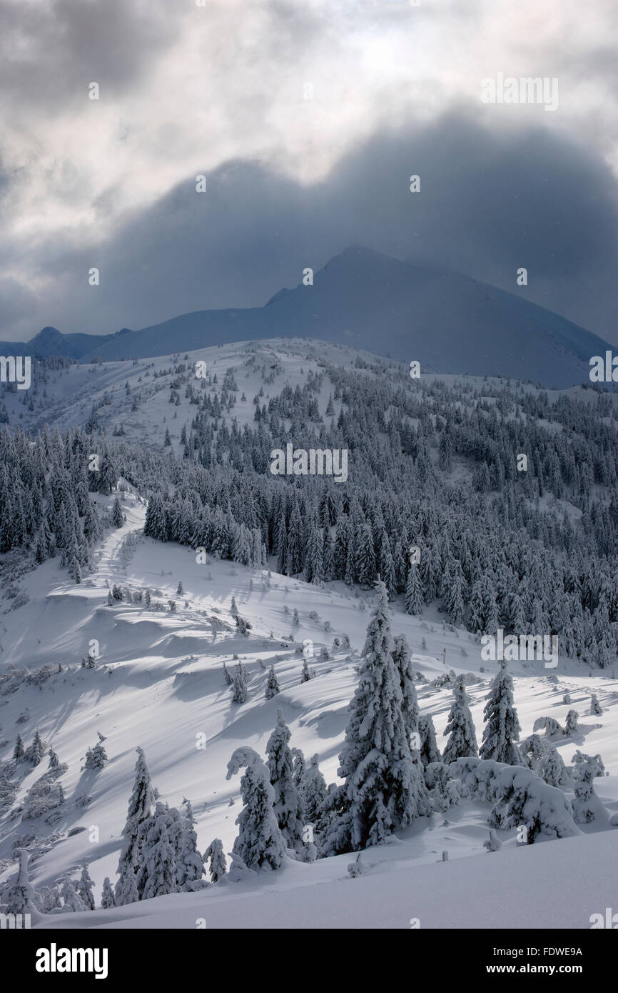 Winter in den Bergen, Bäume mit Schnee bedeckt. schöne Sonne Stockfoto