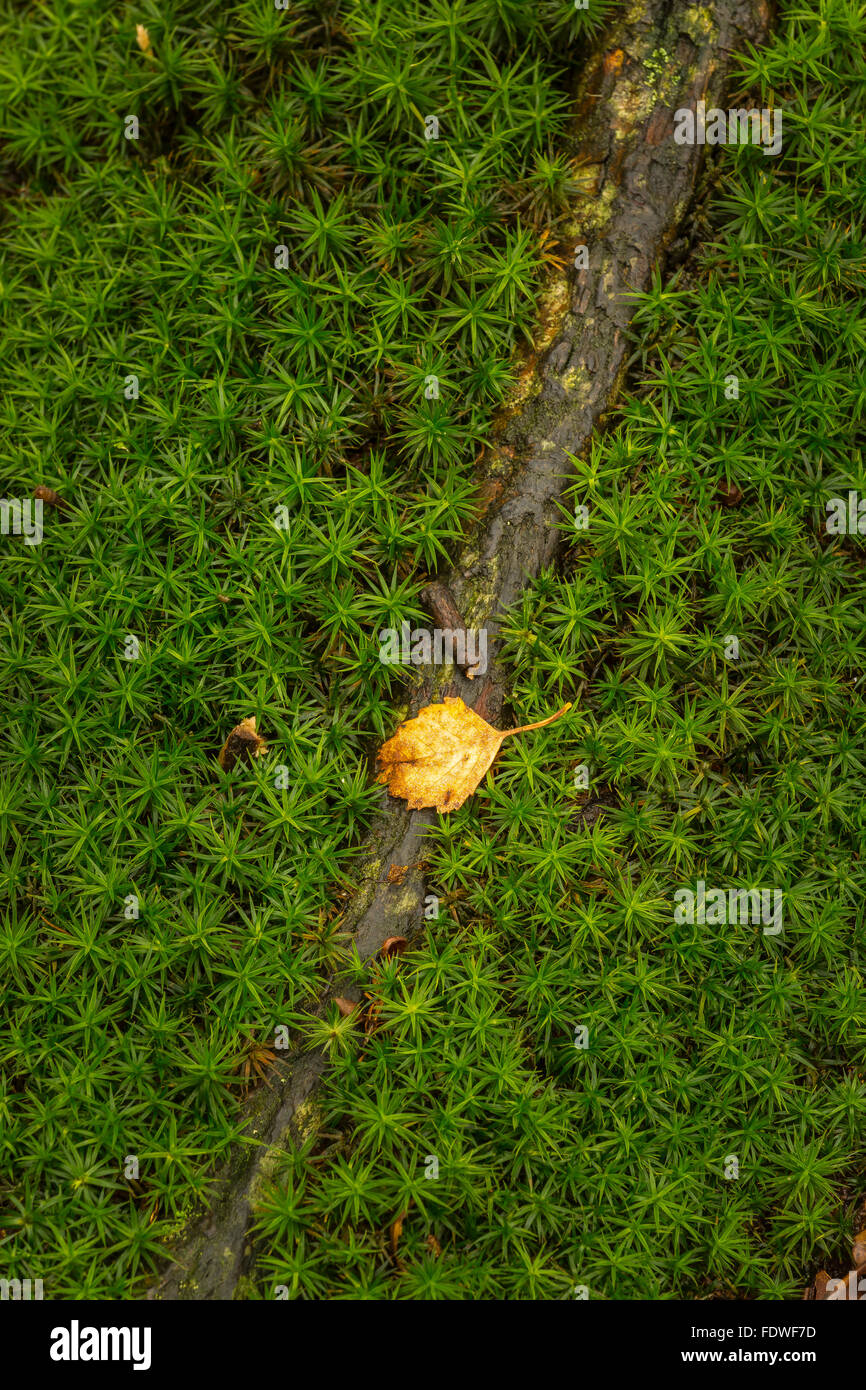 Sterne Moos in Swithland Wäldern eine Sites of Special Scientific Interest. Stockfoto