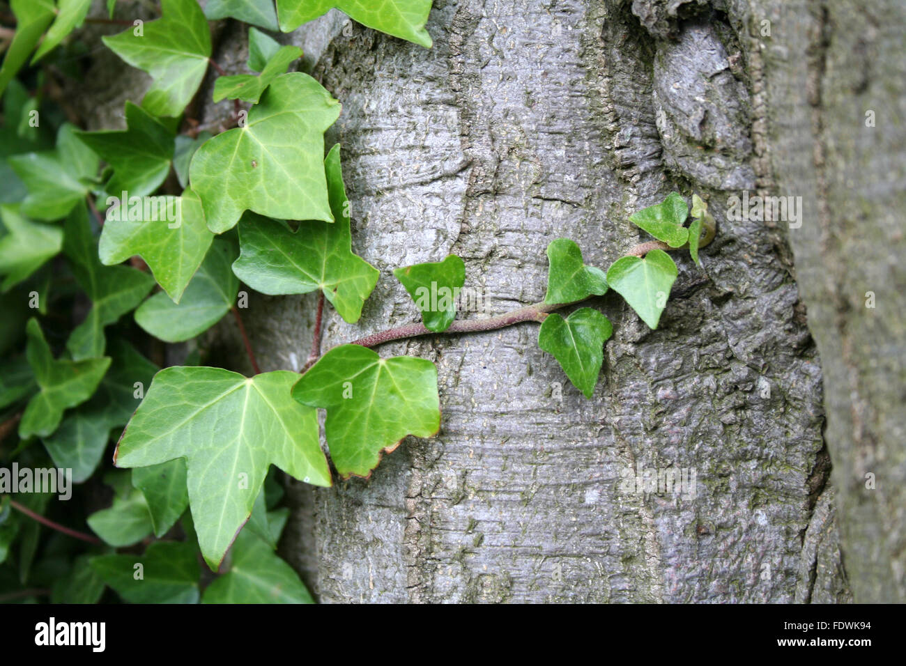 Schönen grünen Efeu auf Rinde an einem Baum Stockfoto