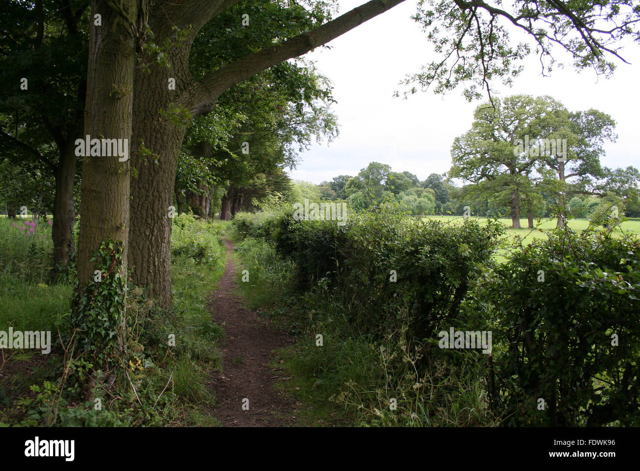 Landschaft-Weg, gesäumt von Bäumen und viel Grün, umgeben von Feldern Stockfoto