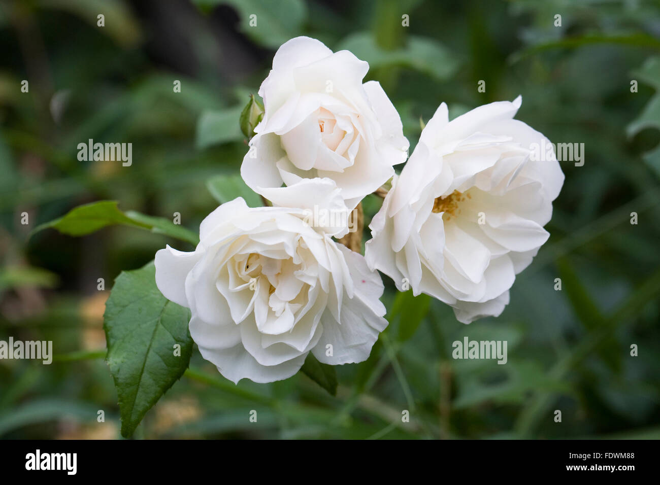Kletterrose 'Iceberg"im Garten. Stockfoto