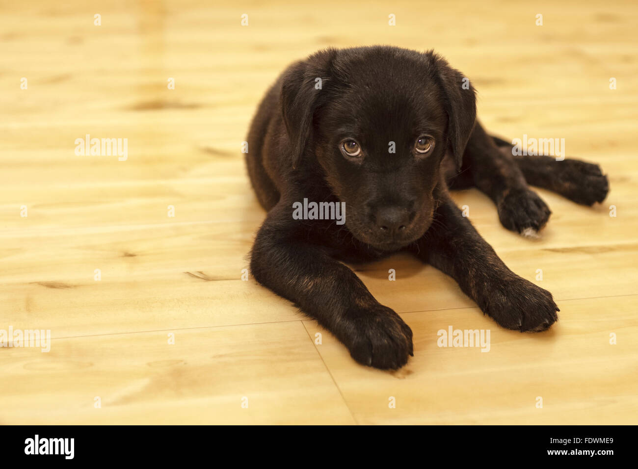 Schwarz Rottweiler Labrador Retriever Mischling Welpe Hund Model Release: Nein Property Release: Ja (Hund). Stockfoto