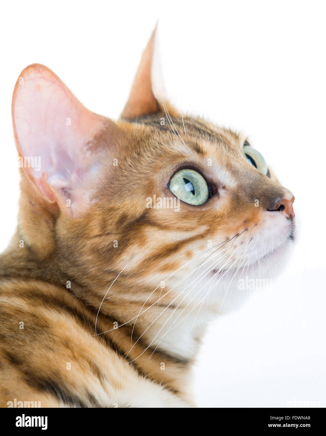 Junge weibliche Bengal Katze Portrait auf weißem Hintergrund Model Release: Nein Property Release: Ja (CAT). Stockfoto