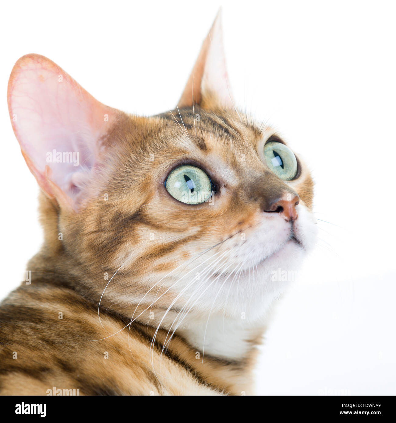 Junge weibliche Bengal Katze Portrait auf weißem Hintergrund isoliert Model Release: Nein Property Release: Ja (CAT). Stockfoto