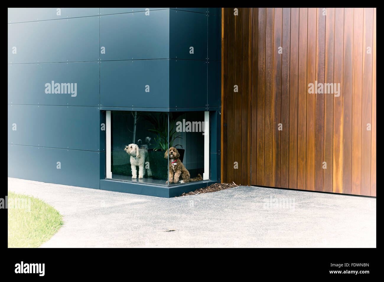 Ein Vintage Farbfoto von einem weißen Hund und ein brauner Hund warten vor einem niedrigen Fenster in einem Haus mit Holz und aluminium Stockfoto