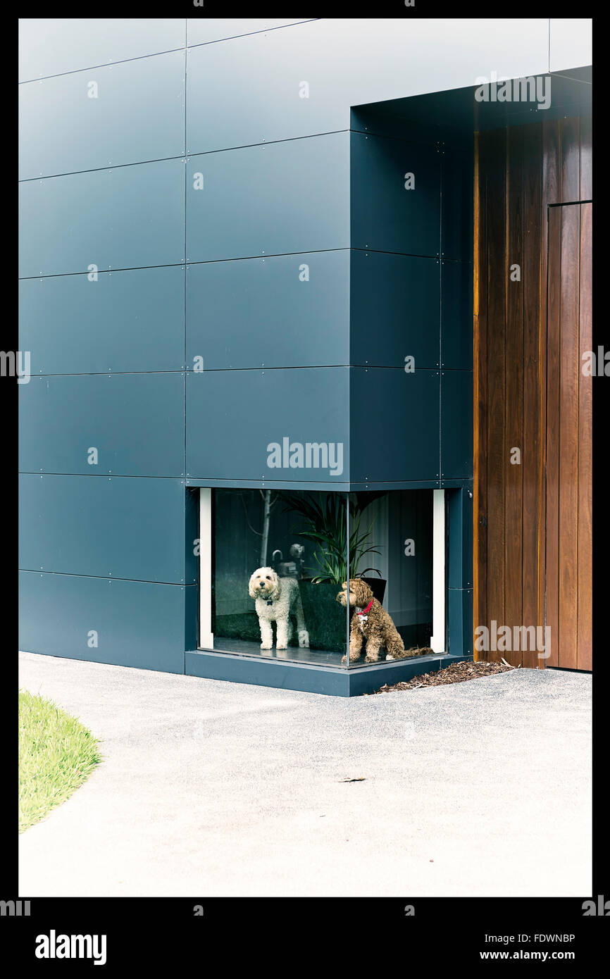 Ein Vintage Farbfoto von einem weißen Hund und ein brauner Hund warten vor einem niedrigen Fenster in einem Haus mit Holz und aluminium Stockfoto