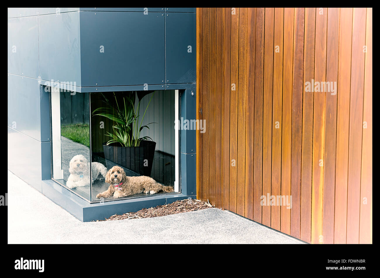 Ein Vintage Farbfoto von einem weißen Hund und ein brauner Hund warten vor einem niedrigen Fenster in einem Haus mit Holz und aluminium Stockfoto