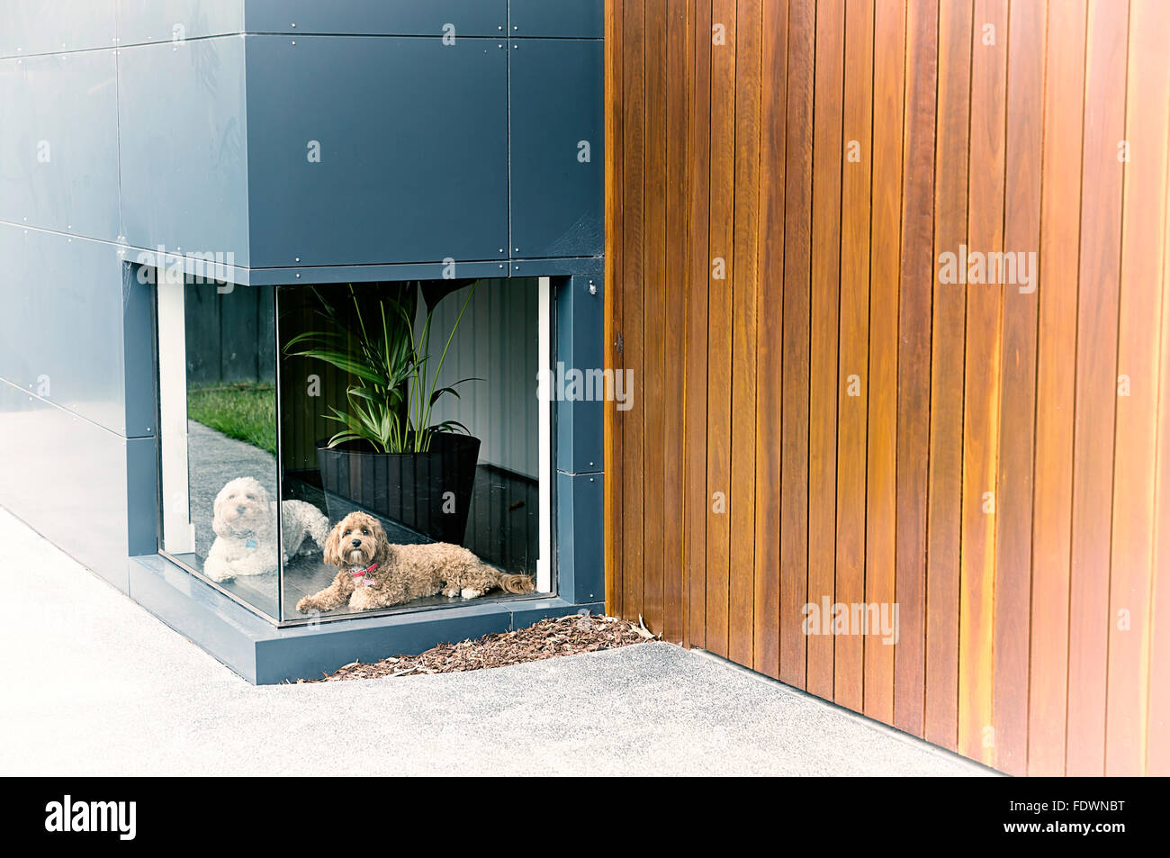 Ein Vintage Farbfoto von einem weißen Hund und ein brauner Hund warten vor einem niedrigen Fenster in einem Haus mit Holz und aluminium Stockfoto