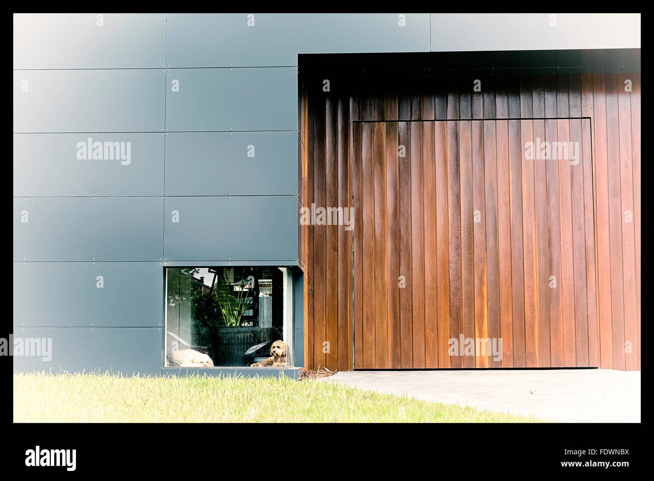 Ein Vintage Farbfoto von einem weißen Hund und ein brauner Hund warten vor einem niedrigen Fenster in einem Haus mit Holz und aluminium Stockfoto