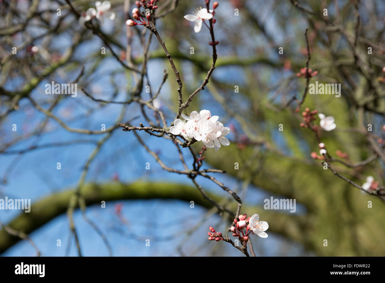 Blüten zu blühen beginnen Stockfoto