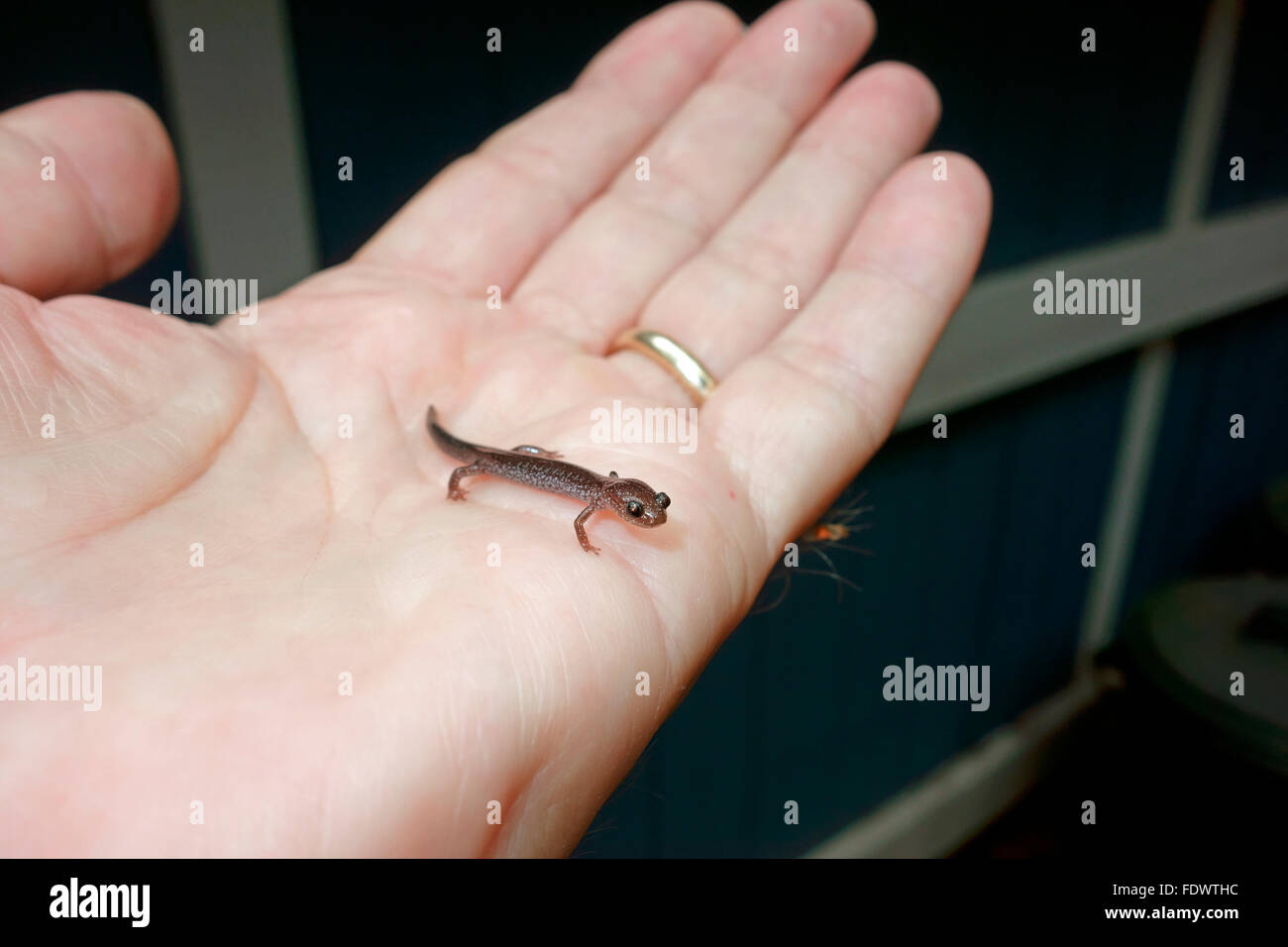 Der Red-backed (oder Redback) Salamander (Plethodon Cinereus) ist eine kleine, robuste Wald Salamander hier in der Handfläche einer Hand Stockfoto
