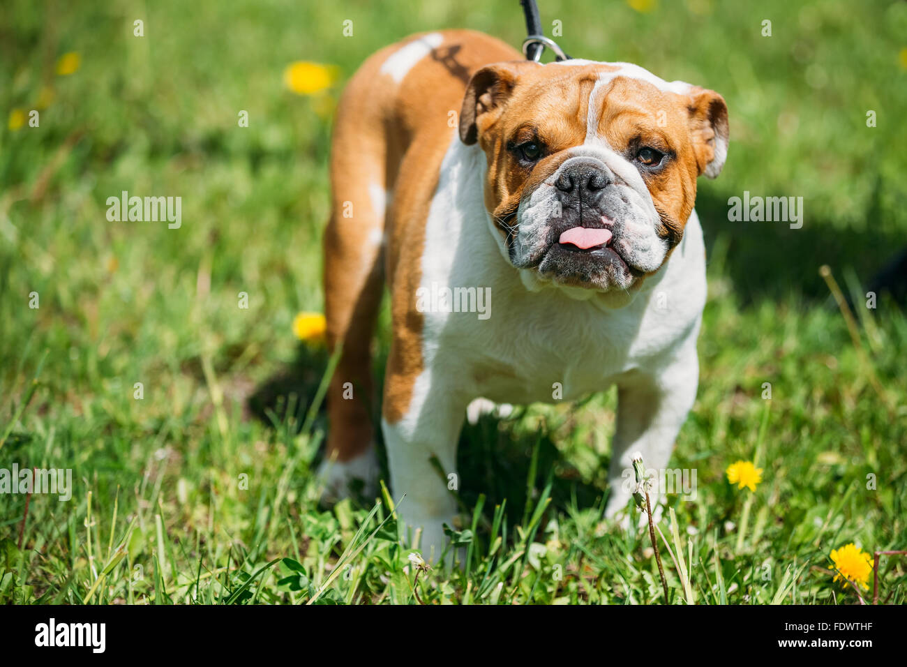 Weiße und rote englische Bulldogge Hund im grünen Rasen im Park im freien Stockfoto
