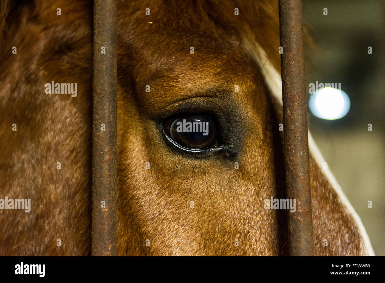 Nahaufnahme eines Pferde Auge während beheimatet. Stockfoto