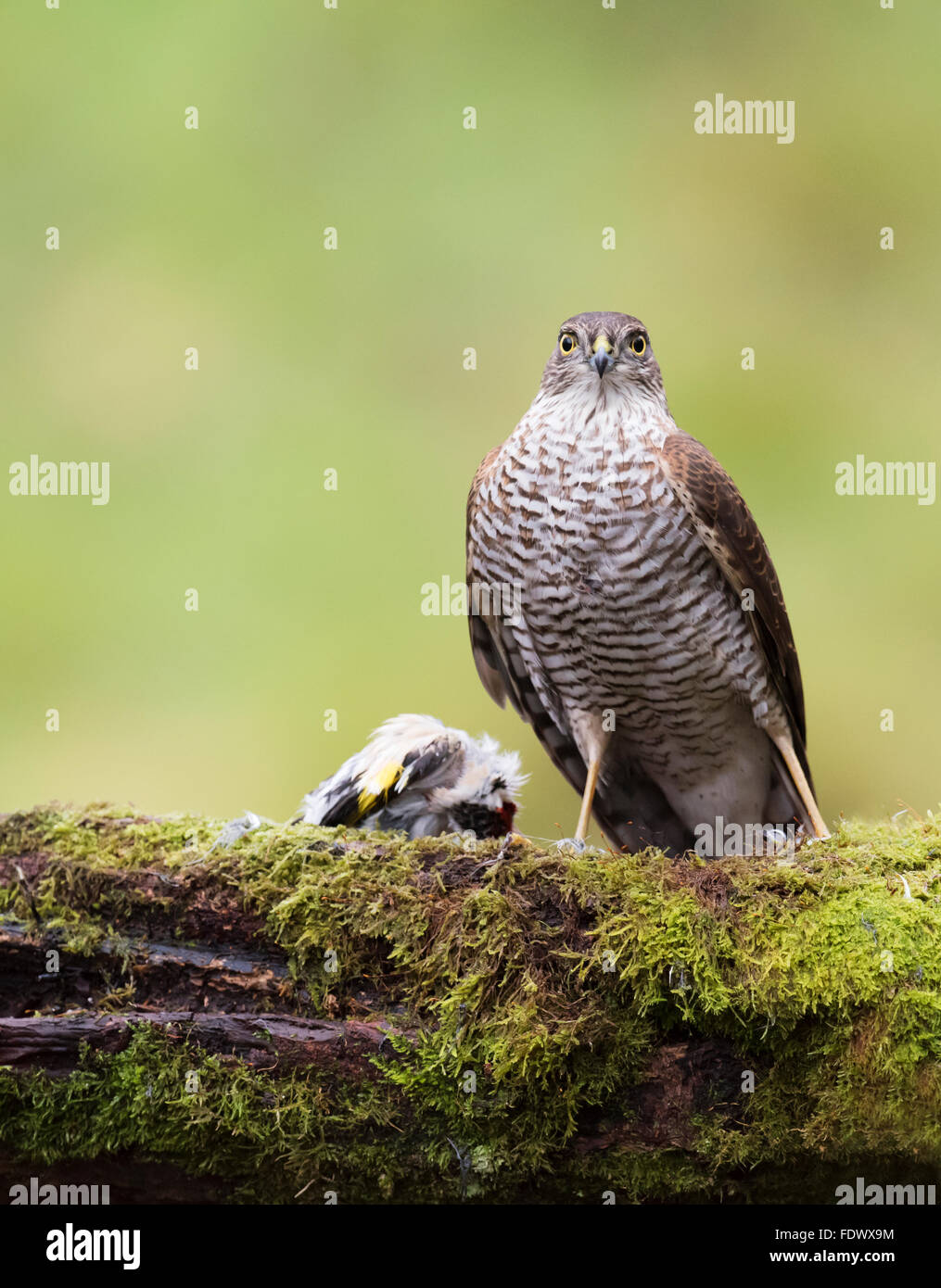 Wilde Frau Sperber (Accipiter Nisus) thront mit Beute Stockfoto