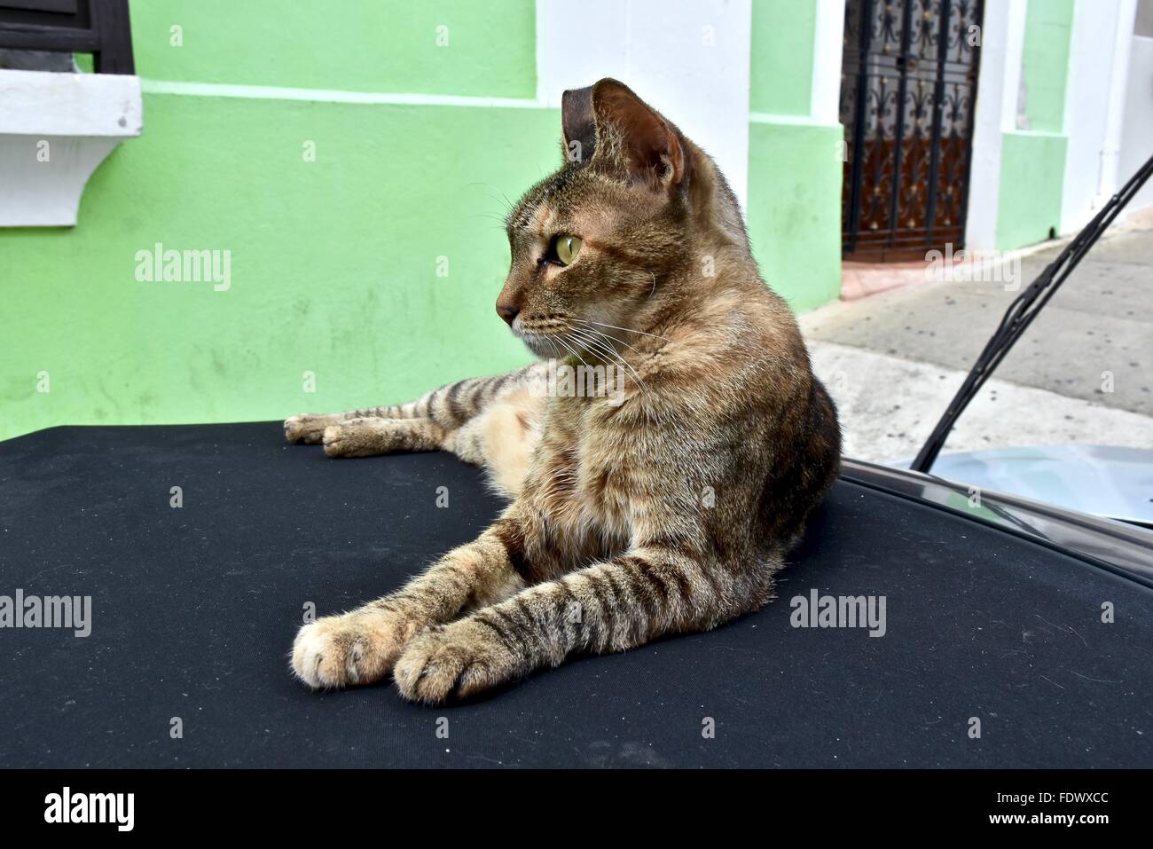 Katze auf ein Auto Stockfoto