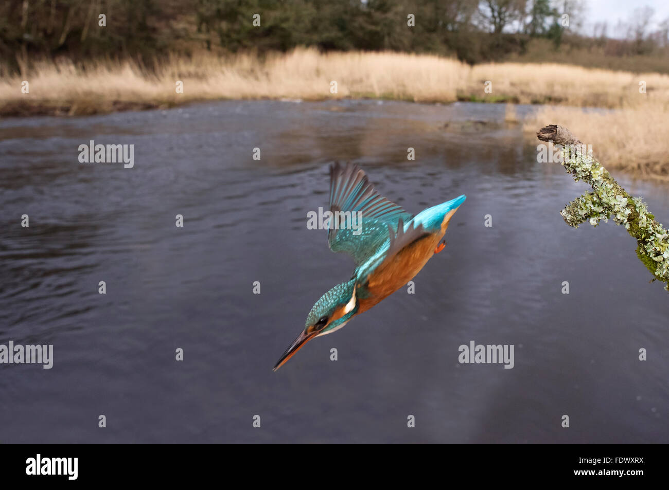 Weitwinkel erschossen von einem weiblichen Eisvogel (Alcedo Atthis) Tauchen für Fische aus es ist am Fluss Seite Barsch Stockfoto