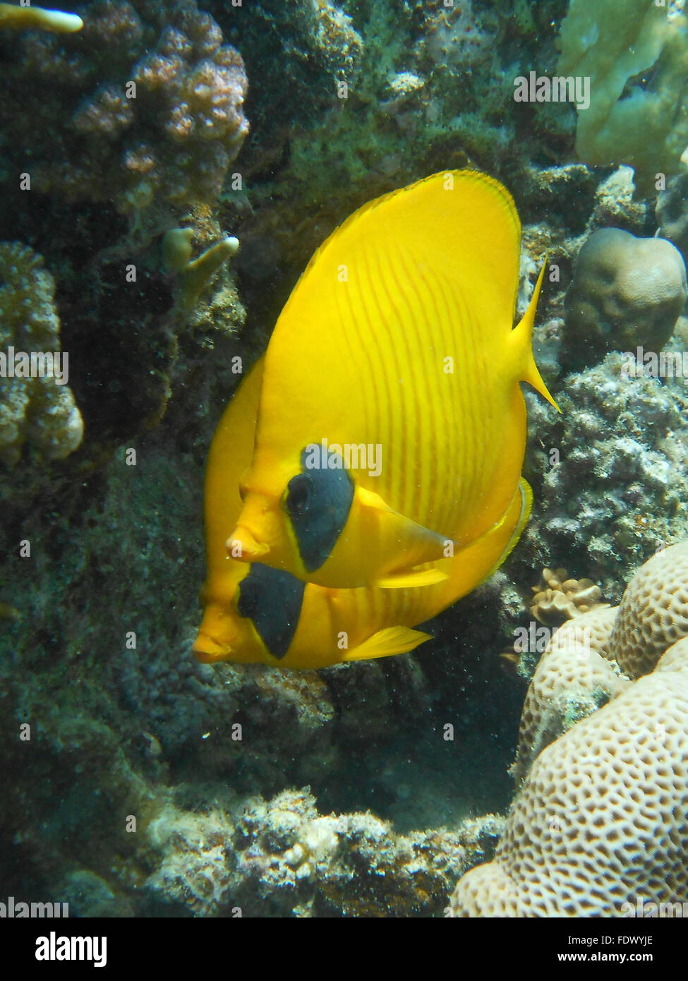 Zwei maskierte Falterfische Stockfoto