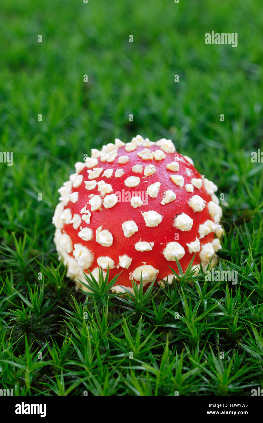 Fly Agaric / fliegen Amanita (Amanita Muscaria) früh mit kugelförmigen Kappe Stockfoto