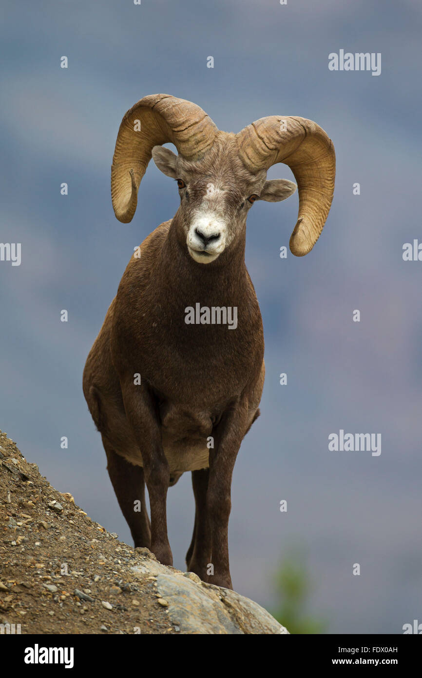 Bighorn Schafe (Ovis Canadensis) Ram, Jasper Nationalpark, Alberta, Kanada Stockfoto