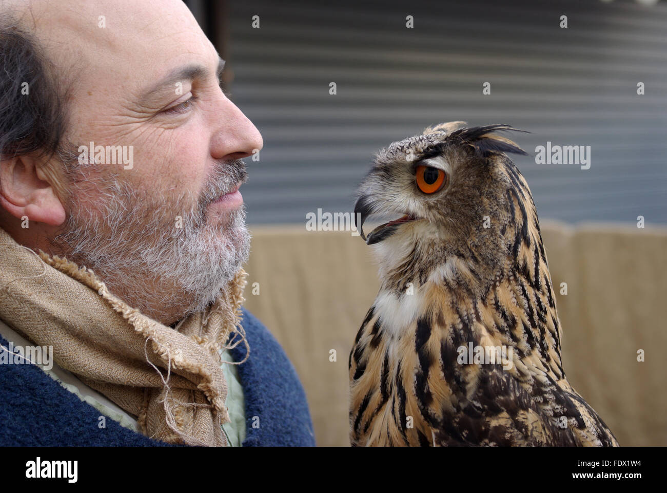 Patrizio Merelli - Falconer der italienischen Föderation historische Spiele in einer Performance-Demonstration der Ausbildung der Uhu Stockfoto