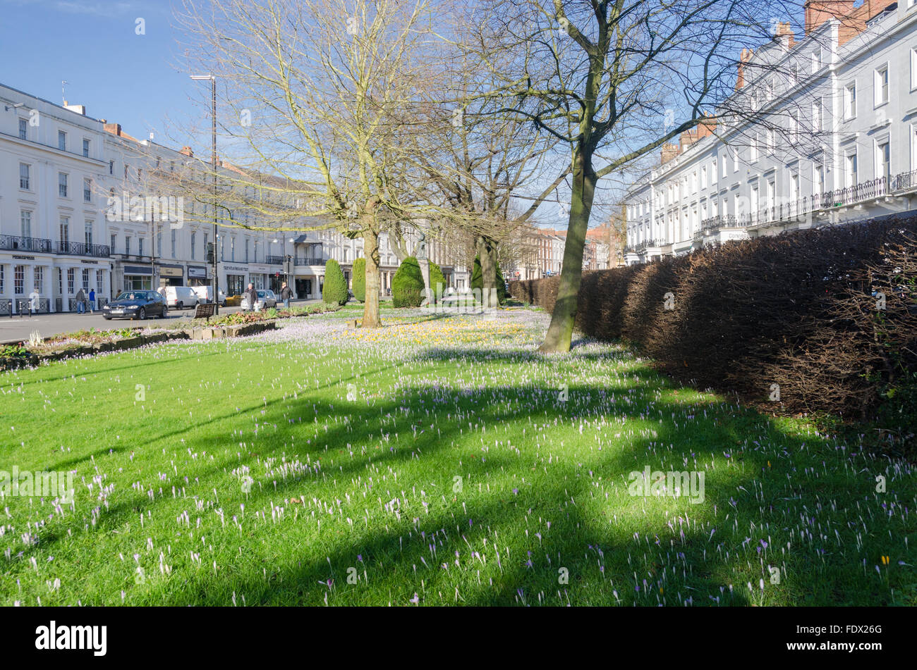 Krokusse blühen auf dem Grün entlang der Parade in Leamington Spa, Warwickshire Stockfoto
