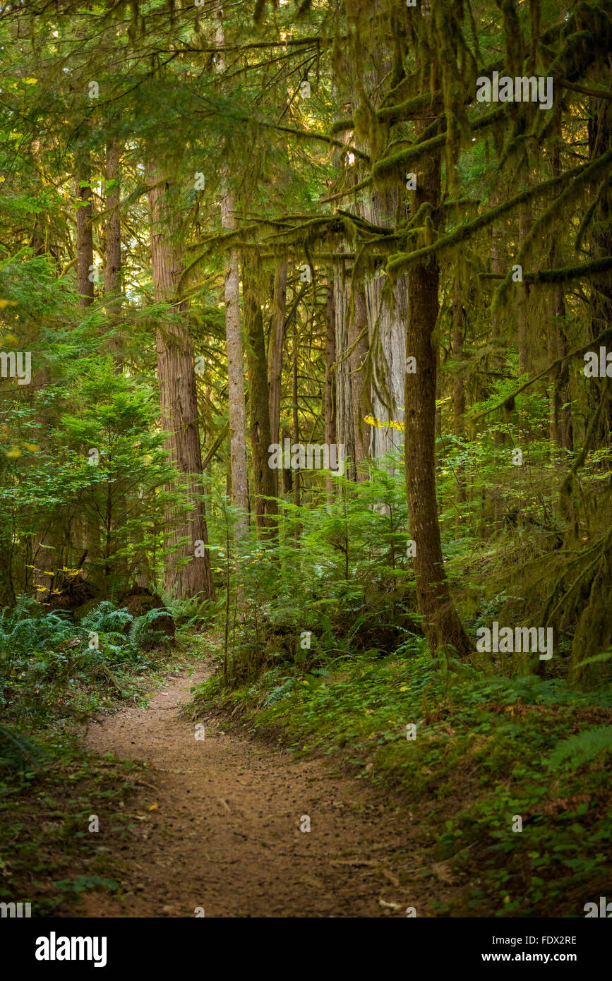 Wicklung durch Umpqua National Forest Trail Stockfoto