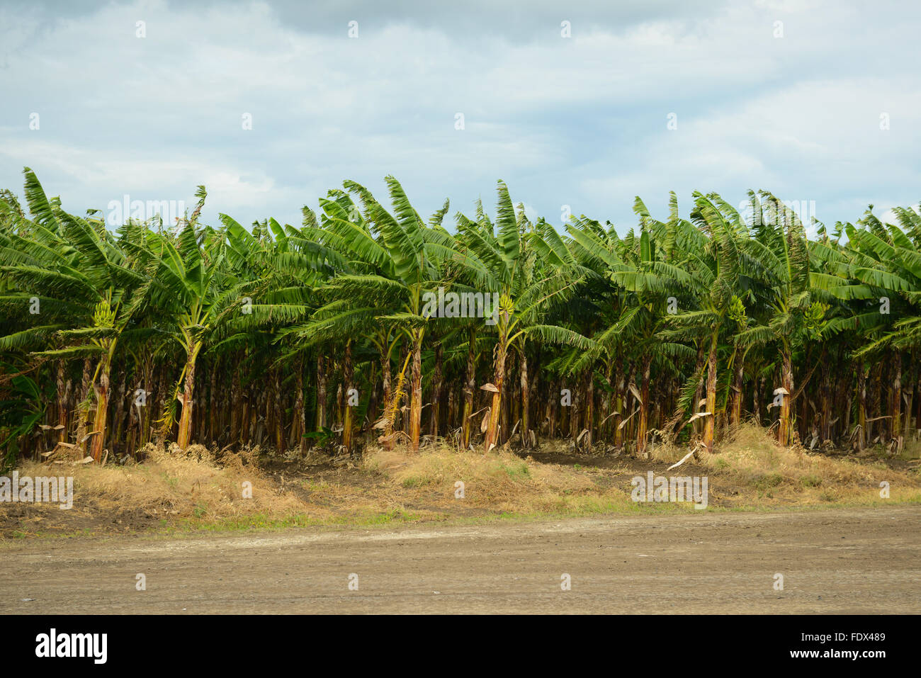 Bananenplantagen sind eines der vielen landwirtschaftlichen Aktivitäten auf der Insel. PUERTO RICO - Karibik-Insel. US-Territorium. Stockfoto