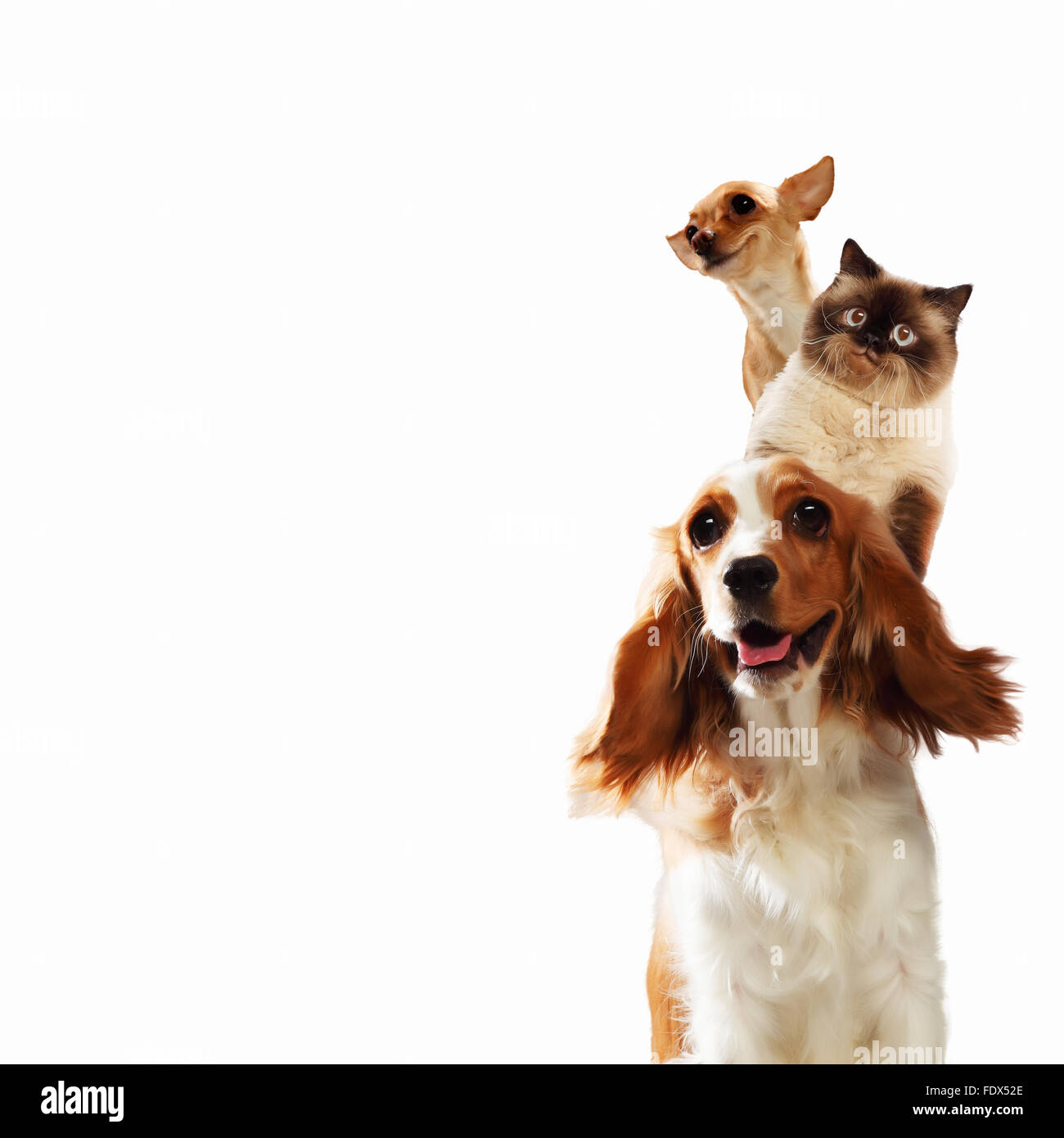Drei Haustiere nebeneinander auf einem hellen Hintergrund. lustige collage Stockfoto