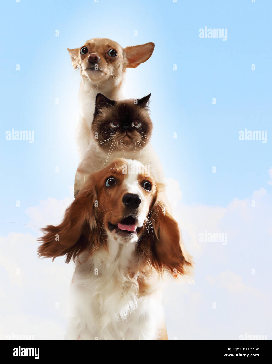 Drei Haustiere nebeneinander auf einem hellen Hintergrund. lustige collage Stockfoto