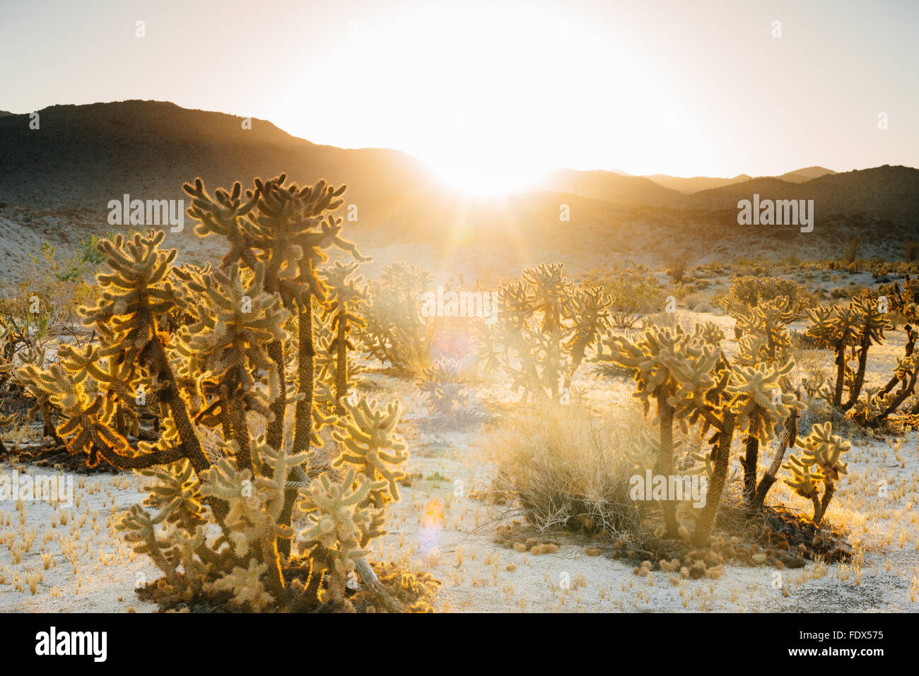 Teddybear Cholla Kaktus (Cylindropuntia Bigelovii) in der Anza-Borrego Desert State Park, Kalifornien Stockfoto