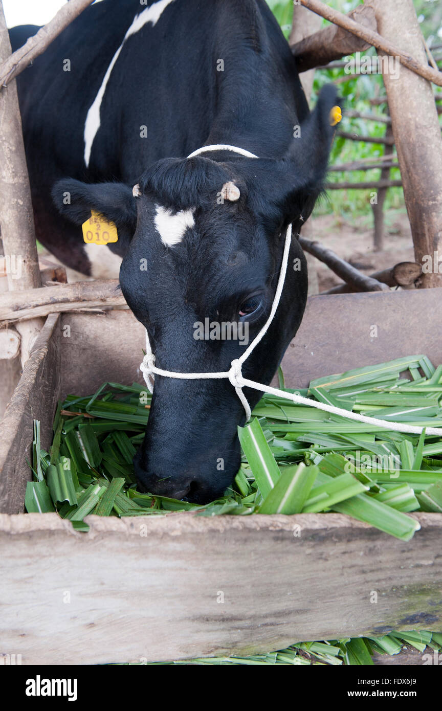 Milchkuh Essen gehackt Elefantengras, Uganda. Stockfoto